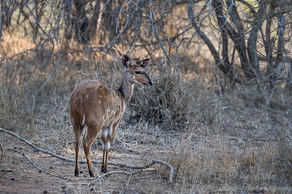 257 Cape bushbuck female (Tragelaphus sylvaticus) - KNP South Africa