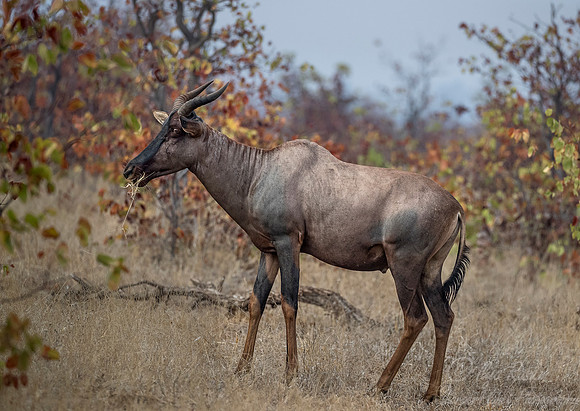 258 Tsessebe (Damaliscus lunatus) - KNP South Africa