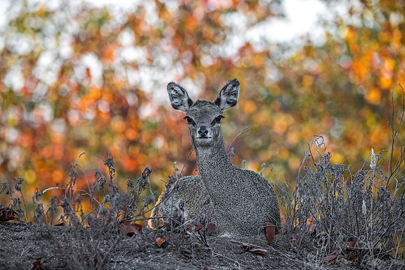 263 Klipspringer (Oreotragus oreotragus) - KNP South Africa