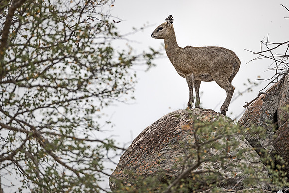 264 Klipspringer (Oreotragus oreotragus) - KNP South Africa
