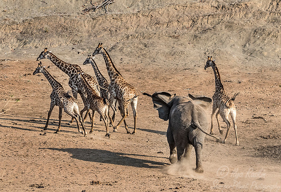 270 South African giraffes (Giraffa camelopardalis giraffa) chased by elephant - KNP South Africa