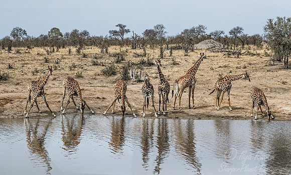 271 South African or Cape giraffes (Giraffa camelopardalis giraffa) - KNP South Africa