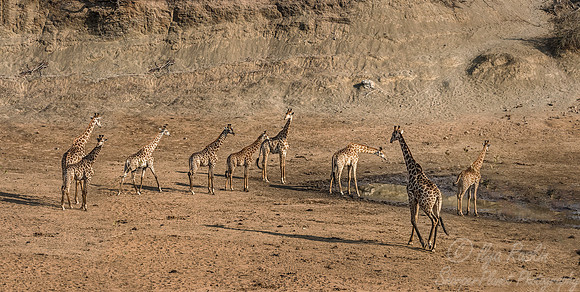 269 South African or Cape giraffes (Giraffa camelopardalis giraffa) - KNP South Africa