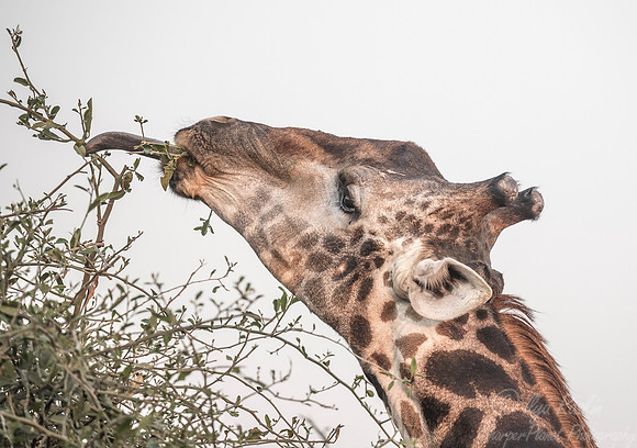 276 South African or Cape giraffe (Giraffa camelopardalis giraffa) - KNP South Africa