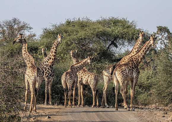 278 South African or Cape giraffes (Giraffa camelopardalis giraffa) - KNP South Africa