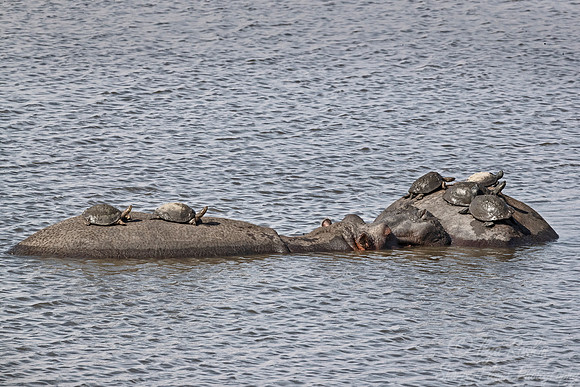 280 Hippopotamuses (Hippopotamus amphibius) with Serrated Hinged Terrapins - KNP South Africa