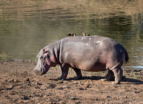 279 Hippopotamus (Hippopotamus amphibius) - KNP South Africa