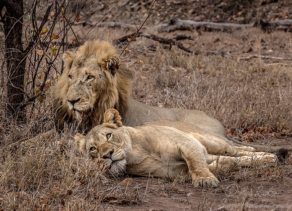143 Lions (Panthera leo) - KNP South Africa