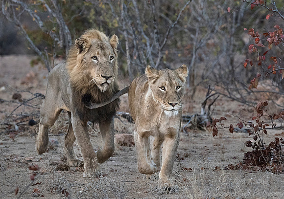 144 Lions (Panthera leo) - KNP South Africa