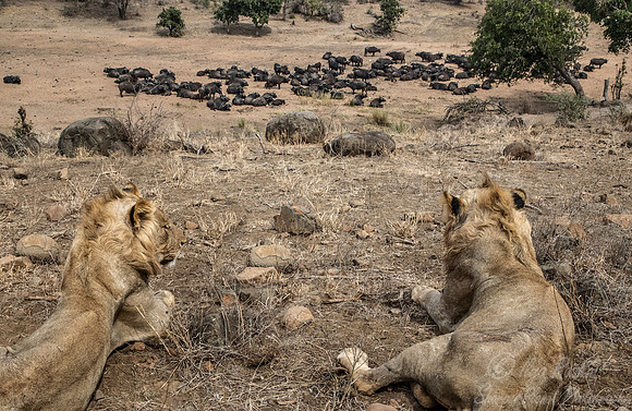 147 Lions (Panthera leo) - KNP South Africa