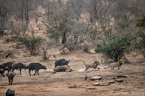 149 Lions (Panthera leo) chased by buffalos from a giraffe kill - KNP South Africa