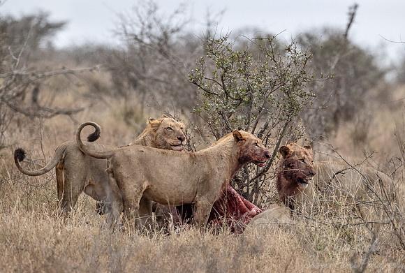 150 Lions (Panthera leo) chased by buffalos from a giraffe kill - KNP South Africa
