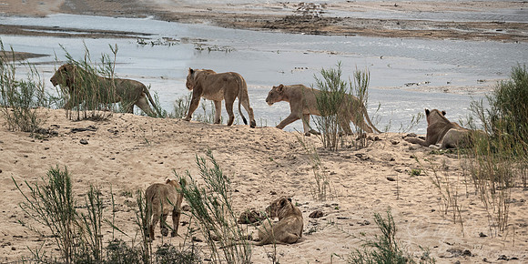 152 Lions (Panthera leo) - KNP South Africa