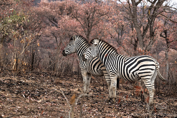 112 Burchell's Zebras (Equus quagga burchellii) - KNP South Africa