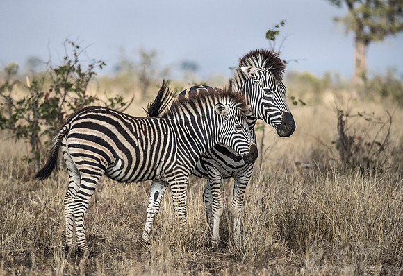 113 Burchell's Zebras (Equus quagga burchellii) - KNP South Africa
