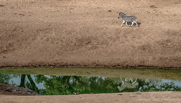 114 Burchell's Zebra (Equus quagga burchellii) - KNP South Africa