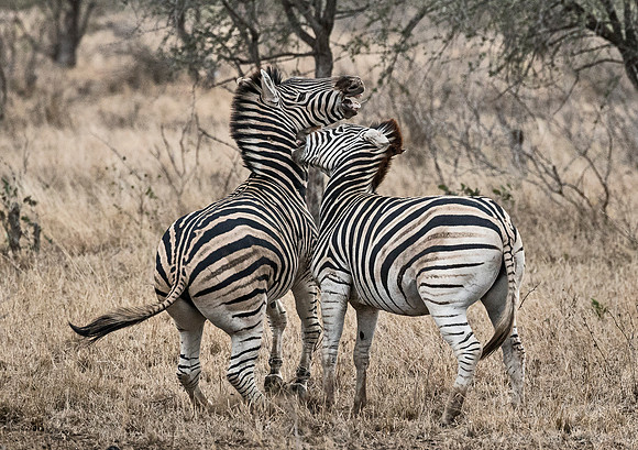 110 Burchell's Zebra (Equus quagga burchellii) - KNP South Africa
