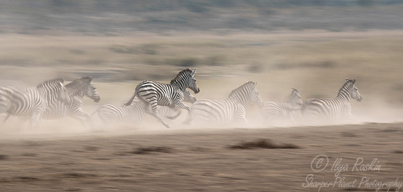 115 Burchell's Zebras (Equus quagga burchellii) - KNP South Africa