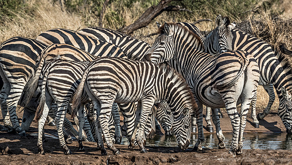 116 Burchell's Zebras (Equus quagga burchellii) - KNP South Africa