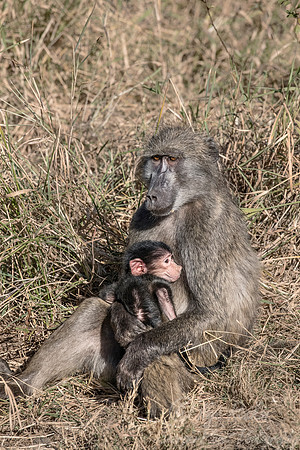 112 Chacma Baboons (Papio ursinus) - KNP South Africa
