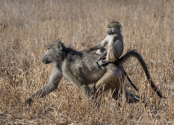 115 Chacma Baboon with a baby (Papio ursinus) - KNP South Africa
