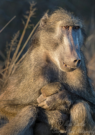 114 Chacma Baboon with a baby (Papio ursinus) - KNP South Africa