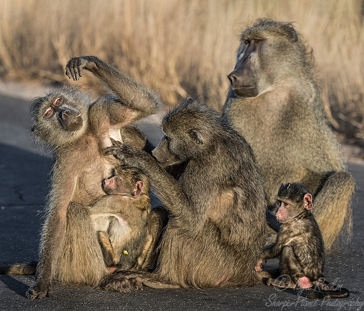 116 Chacma Baboons (Papio ursinus) - KNP South Africa