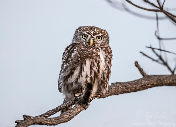 306 Pearl-spotted Owlet (Glaucidium perlatum) - KNP South Africa