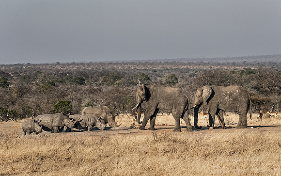 117 White rhinoceroses (Ceratotherium simum) confronting Elephants - KNP Souh Africa