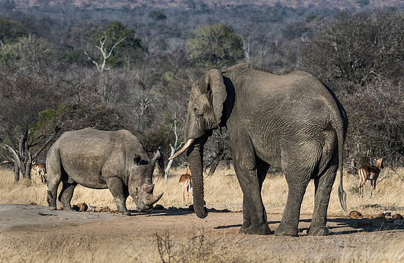 118 White rhinoceros (Ceratotherium simum) confronting an Elephant - KNP Souh Africa