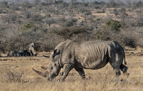 120 White rhinoceros (Ceratotherium simum) - KNP Souh Africa