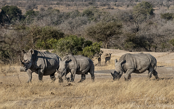119 White rhinoceroses (Ceratotherium simum) - KNP Souh Africa