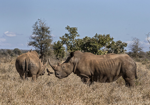 122 White rhinoceroses (Ceratotherium simum) - KNP Souh Africa