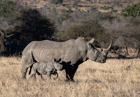 123 White rhinoceros with a baby (Ceratotherium simum) - KNP Souh Africa
