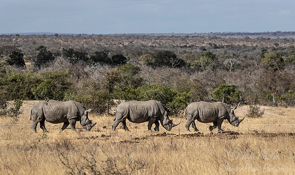 125 White rhinoceroses (Ceratotherium simum) - KNP Souh Africa