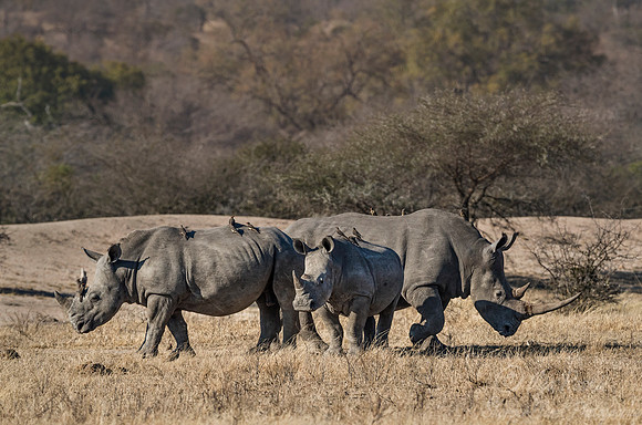 124 White rhinoceroses (Ceratotherium simum) - KNP Souh Africa
