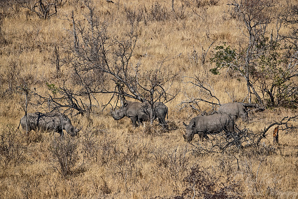 126 White rhinoceroses (Ceratotherium simum) - KNP Souh Africa