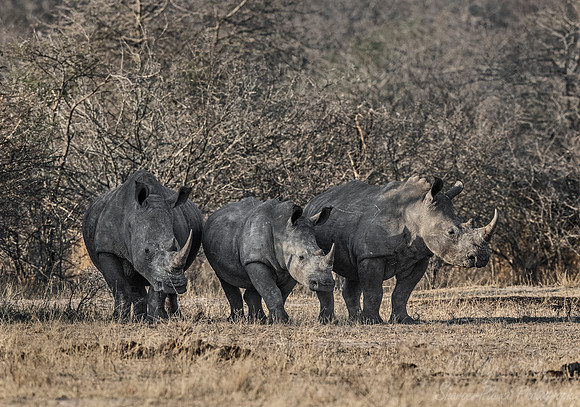 127 White rhinoceroses (Ceratotherium simum) - KNP Souh Africa