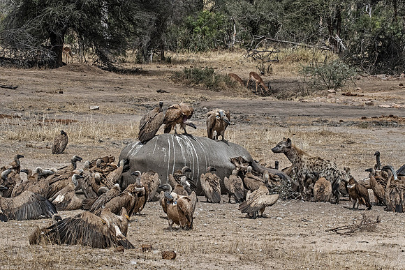 128 White rhinoceros killed by poachers (Ceratotherium simum) - KNP Souh Africa