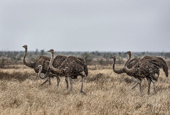 083 Common Ostrich (Struthio camelus) - KNP South Africa