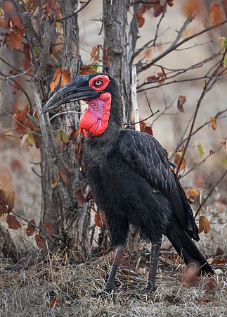 085 Southern Ground Hornbill (Bucorvus leadbeateri) - KNP South Africa