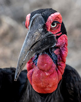 2018 South Africa Birds