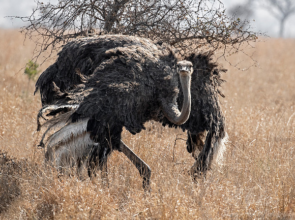 082 Common Ostrich (Struthio camelus) - KNP South Africa