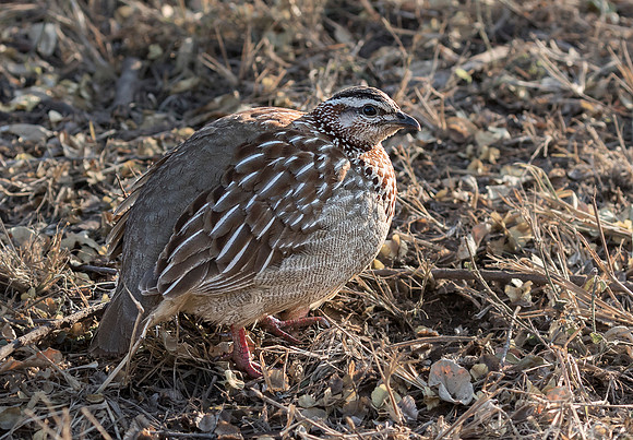 088 Crested Francolin (Dendroperdix sephaena) - KNP South Africa
