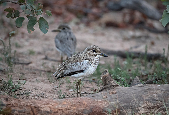 096 Water Thick-knee (Burhinus vermiculatus) - KNP South Africa