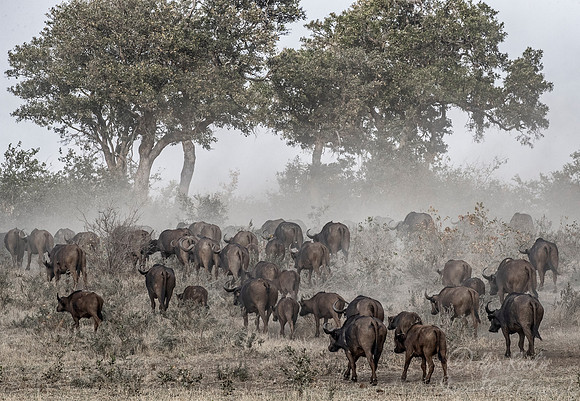284 African or Cape buffalo (Syncerus caffer) - KNP South Africa