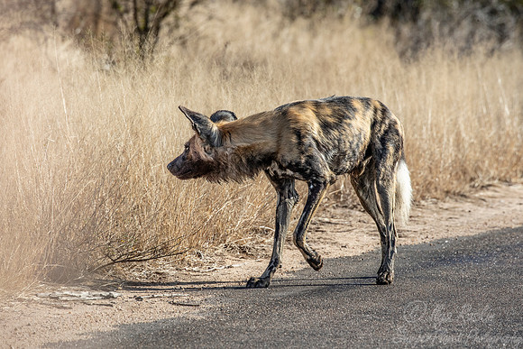 316 African Wild Dog (Lycaon pictus) - KNP South Africa