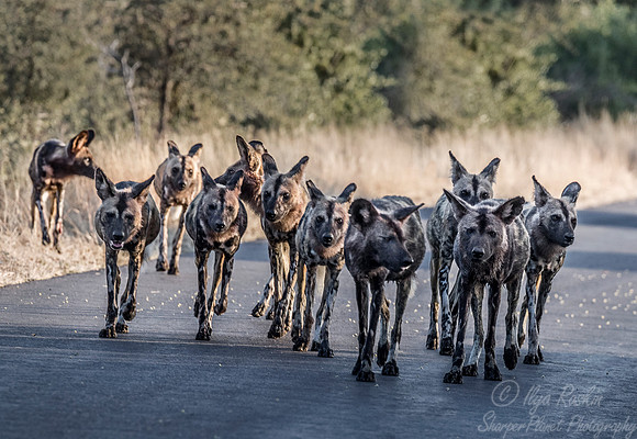 317 African Wild Dogs (Lycaon pictus) - KNP South Africa