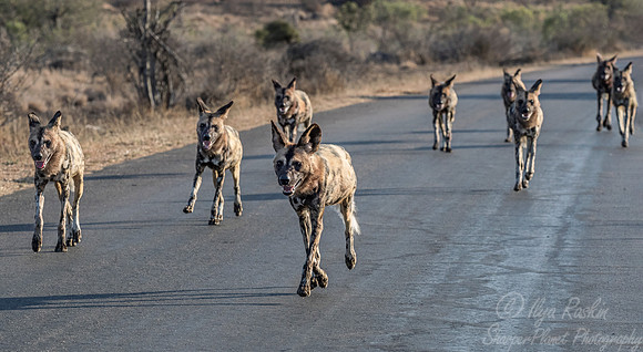 318 African Wild Dogs (Lycaon pictus) - KNP South Africa