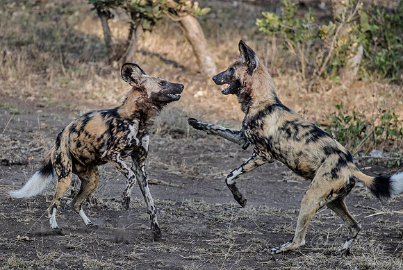 319 African Wild Dogs (Lycaon pictus) - KNP South Africa